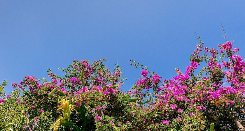 Alpha Stegna Sun